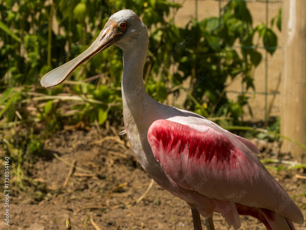 Obraz premium Spatule rose