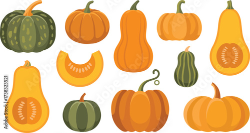 Vector art of assortment of colorful pumpkins and squashes