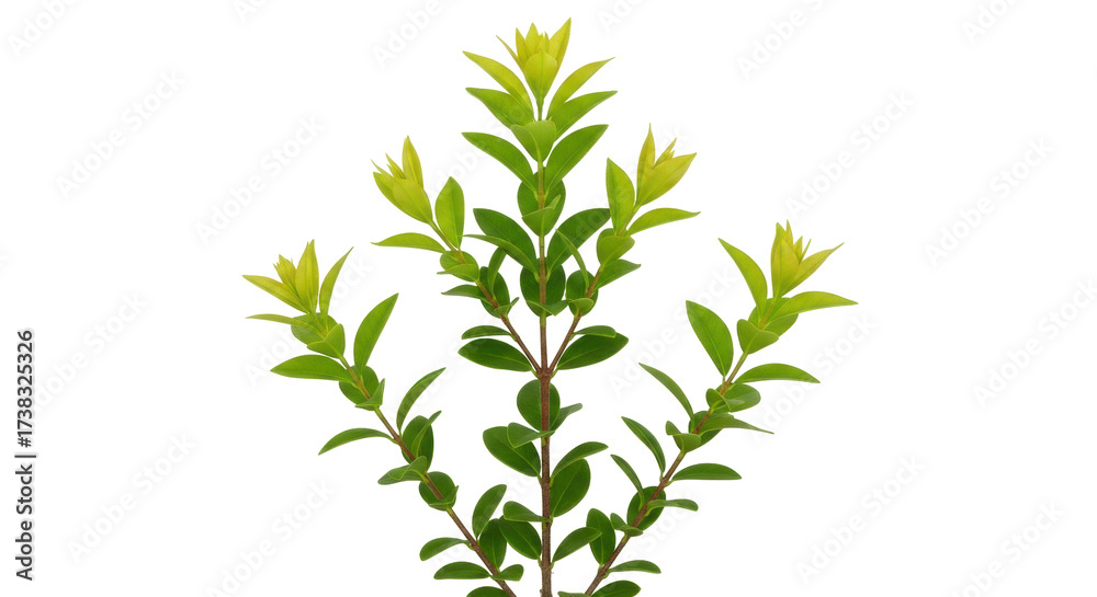 Fototapeta premium Isolated Myrtus communis with new growth, a charming evergreen shrub for ornamental uses
