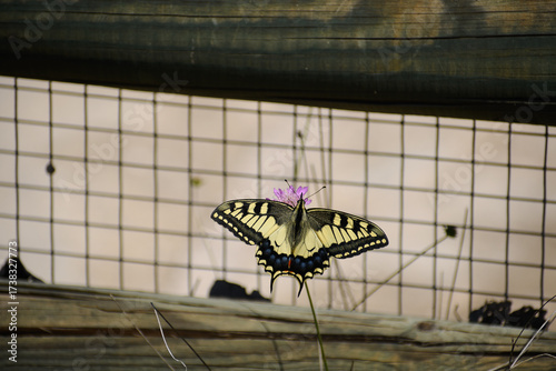 butterfly Old World Swallotail (Papilio machaon) from Parc natural de s'Albufera (Mallorca, Spain)