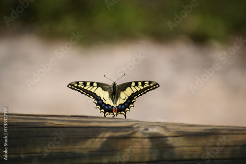 butterfly Old World Swallotail (Papilio machaon) from Parc natural de s'Albufera (Mallorca, Spain)
