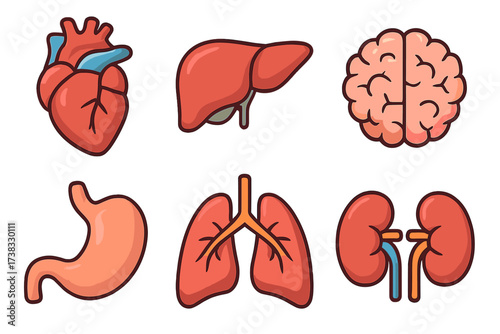 Human internal organs icon collection. Healthy heart, liver, brain, stomach, lungs, kidneys. Medical anatomy vector set. Healthcare biology science education cartoon symbols.
