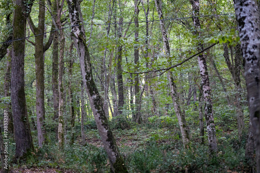 Naklejka premium Autumn Forest Path with Benches and Tall Trees 