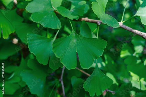 Side view of Ginkgo biloba with fresh light green leaves. Blurred background. Medicinal plant.