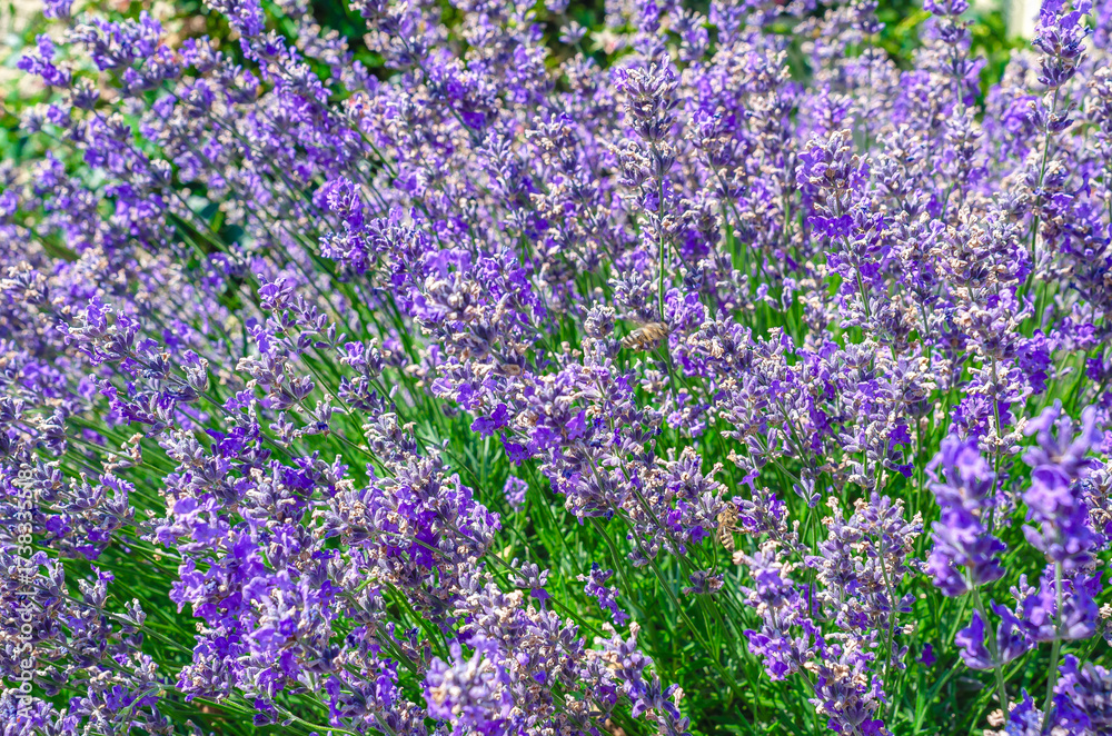 Naklejka premium Background with lavender flowers. Blooming lavender in field. Summer mood, floral lavender landscape