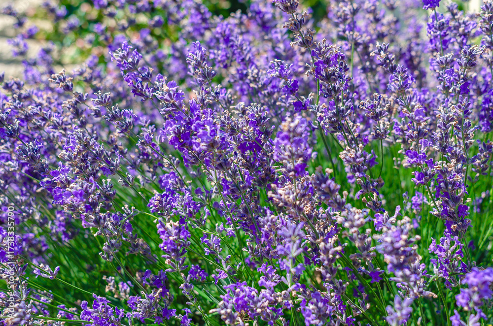 Naklejka premium Purple lavender on blurred background. Decorative perennial flower bushes for landscape design.