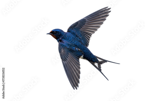Isolated Barn Swallow in Flight, Showing Off its Beautiful Blue and Rust-colored Plumage