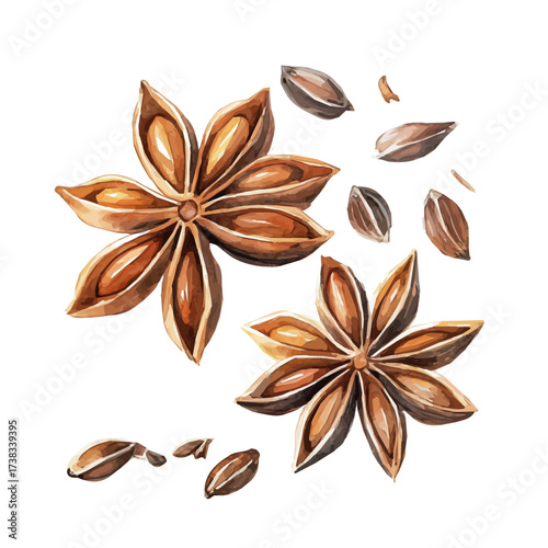 minimal yet artistic elements for creative designs. hand-drawn paint, Simple Illustration, A beautiful painting of anise seeds set, EPS format, isolated on a white background, watercolor style	
