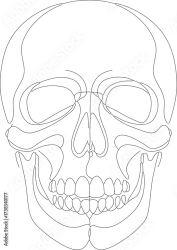 Detailed Outline Drawing of Human Skull Anatomy Science Illustration