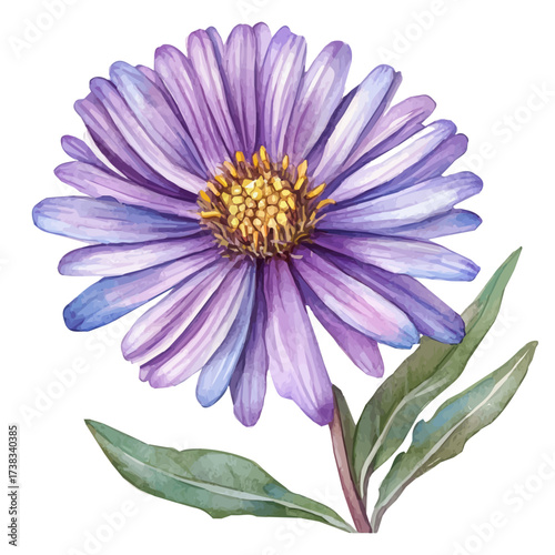 hand-drawn paint, Simple Illustration, A beautiful painting of aster flower, EPS format, isolated on a white background, watercolor style, minimal yet artistic elements for creative designs	