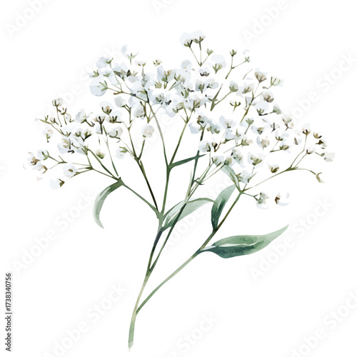 minimal yet artistic elements for creative designs. hand-drawn paint, Simple Illustration, A beautiful painting of babys breath flower set, EPS format, isolated on a white background, watercolor style
