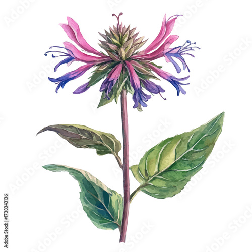 minimal yet artistic elements for creative designs. hand-drawn paint, Simple Illustration, A beautiful painting of bee balm flower set, EPS format, isolated on a white background, watercolor style	