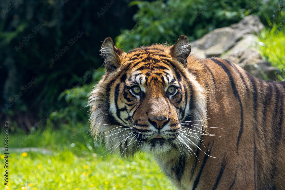 Fototapeta premium Tigre de Sumatra