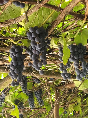 Wine grapes ripened on the branches. The best wineries in the world, the production of wine from red grapes.