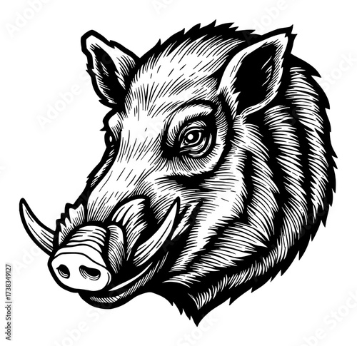 Boar Head Wild Pig Hog Snout Tusk Coloring Book Style Black and White Outline Line Art Drawing