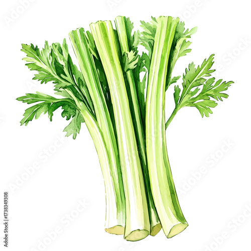 A high-quality watercolor illustration of a celery branch, with fine brush details, painting set in watercolor style, plant set, EPS format, hand-drawn and isolated on a white background