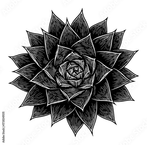 White Succulent Plant Coloring Book Style Top View Black and White Outline Line Art Drawing Detail
