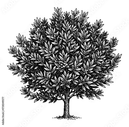 Detailed Big Lush Bay Laurel Tree Black and White Outline Line Art Drawing Vintage Style Engraving