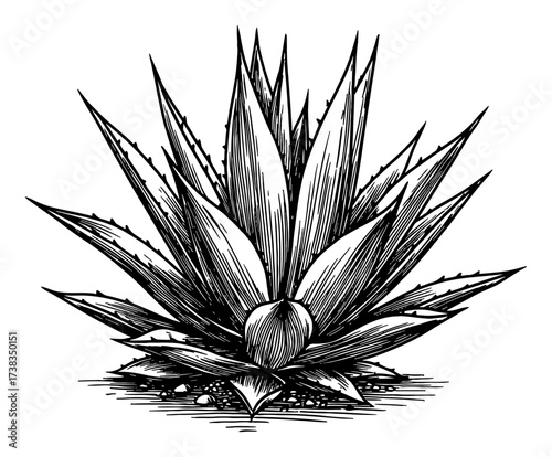 Detailed Agave Cactus Plant Vintage Engraved Black and White Outline Line Art Drawing Isolated Object