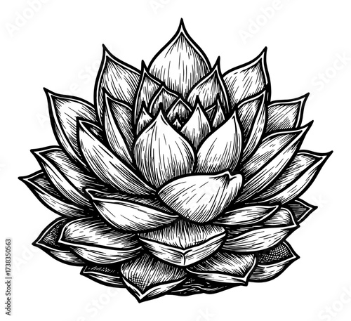 Detailed Succulent Plant Coloring Book Style Black and White Outline Line Art Drawing