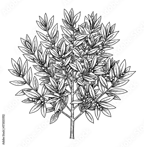 Detailed Bay Laurel Tree Bush Shrub with Many Leaves and Berries Black and White Outline Line Art Drawing Vintage Style