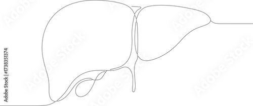 Minimalist Continuous Line Drawing of a Detailed Liver Organ Illustration