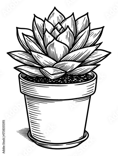 Succulent Potted Plant Black and White Outline Line Art Drawing Vintage Engraving Style Isolated Object