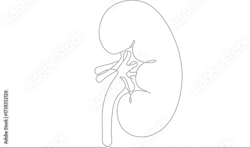 Simple Outline Continuous Line Drawing Kidney Human Organ Illustration
