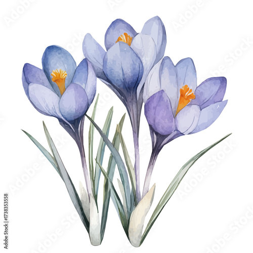 hand-drawn paint, Simple Illustration, A beautiful painting of crocus flower, EPS format, isolated on a white background, watercolor style, minimal yet artistic elements for creative designs	