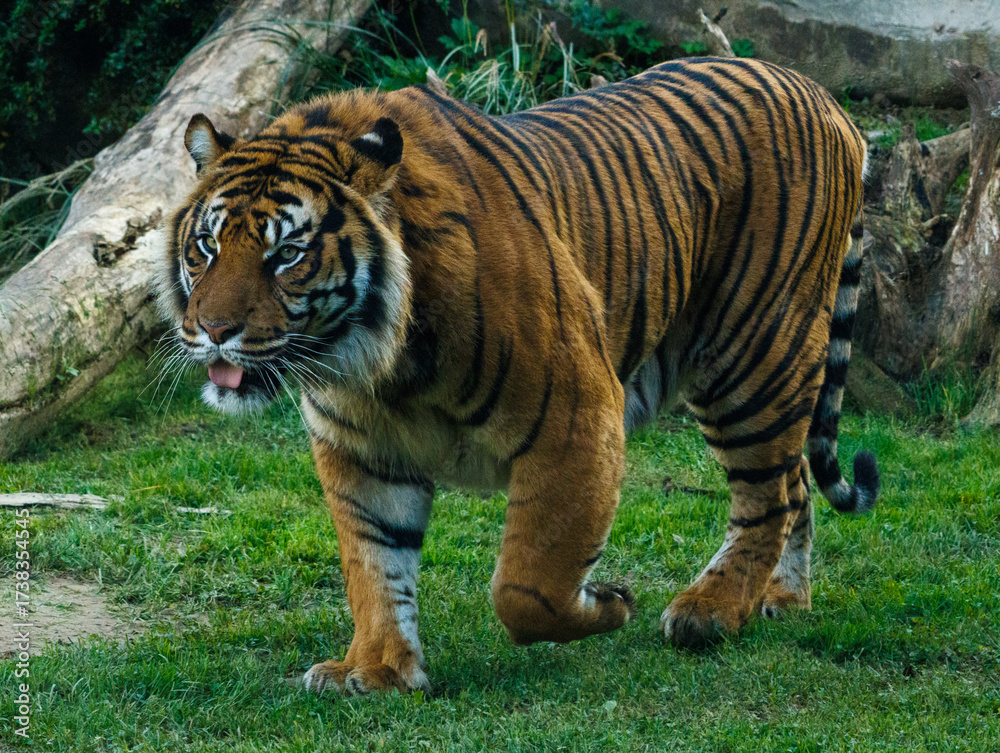 Obraz premium Tigre de Sumatra
