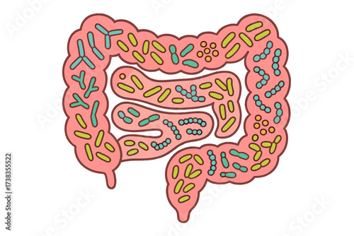 Probiotics in intestines. Gut microbiome concept. Healthy digestion. Bifidobacterium, lactobacillus, streptococcus, lactococcus. Good bacteria flora vector illustration.