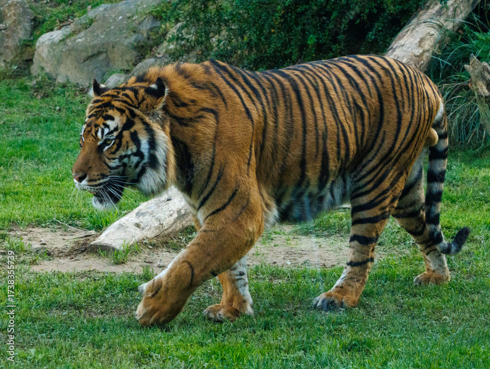 Fototapeta premium Tigre de Sumatra