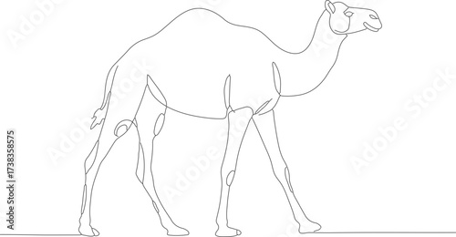 Simple Continuous Line Camel Walking Illustration Desert Animal Drawing