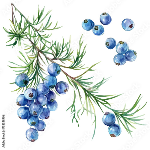 hand-drawn paint, Simple Illustration, A beautiful painting of juniper berries, EPS format, isolated on a white background, watercolor style, minimal yet artistic elements for creative designs	