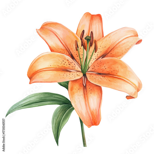 hand-drawn paint, Simple Illustration, A beautiful painting of lily flower, EPS format, isolated on a white background, watercolor style, minimal yet artistic elements for creative designs	