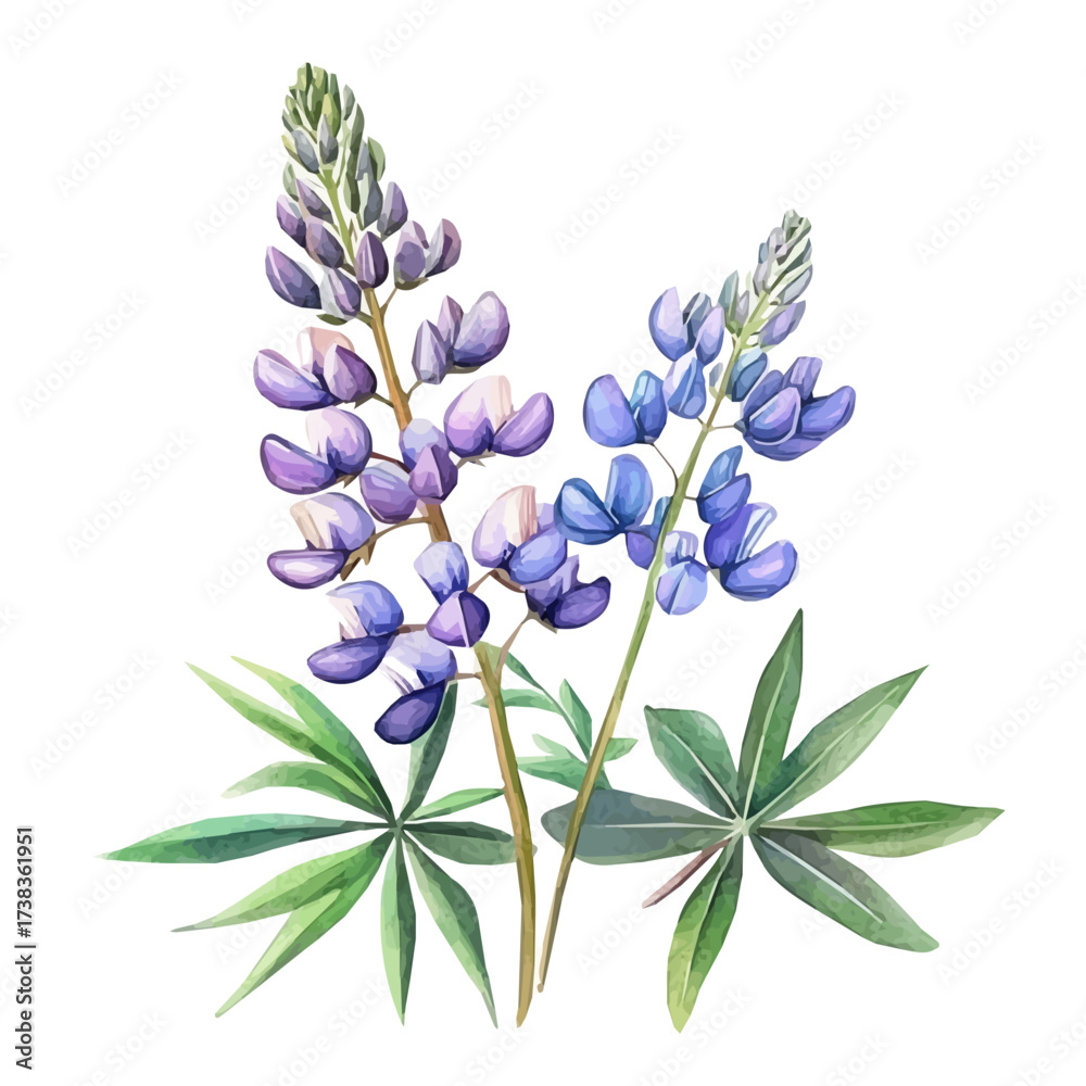 Obraz premium hand-drawn paint, Simple Illustration, A beautiful painting of a lupine flower set, EPS format, isolated on a white background, watercolor style, minimal yet artistic elements for creative designs