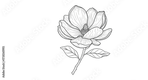 A detailed line drawing of a blooming magnolia flower with leaves and stem.