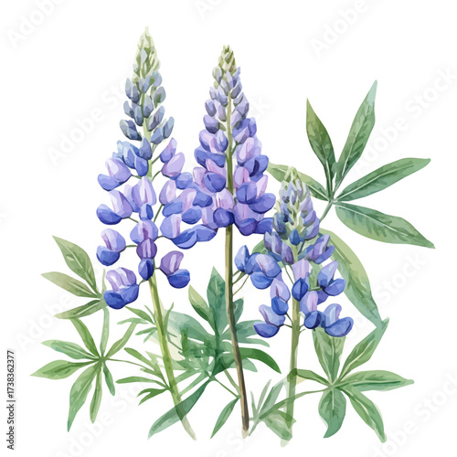 Photos Elegant watercolor art of a lupine flower, soft artistic strokes, isolated on a clean white background, vector-based EPS illustration