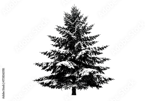 Silhouette of a Snow-Covered Evergreen Tree.