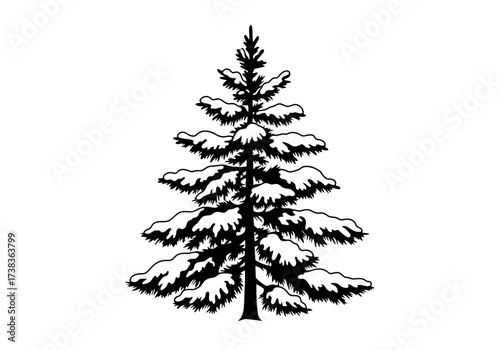 Silhouette of a Snow-Covered Evergreen Tree.