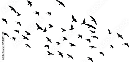 Birds, flying, silhouette, flock, nature, motion, sky, wings, freedom, wildlife, migration, abstract, black, diagonal, scattered, peaceful, dynamic, outdoors, avian, formation