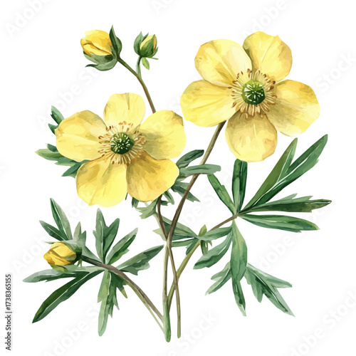 A Watercolor painting of marsh cinquefoil, delicately hand-painted with artistic brush strokes, minimal layout, white background, vector EPS. vector illustration, flower set