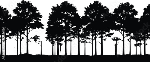 Forest silhouette, tall trees, dense woodland, nature background, black illustration, tree canopy, landscape art, uneven ground, natural texture, calm scene