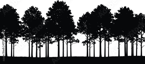 Forest silhouette, tall trees, nature background, woodland scene, black illustration, tree canopy, landscape art, dense forest, natural texture, calm