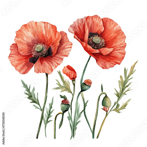 A Watercolor painting of red poppy flowers, delicately hand-painted with artistic brush strokes, minimal layout, white background, vector EPS. vector illustration, flower set