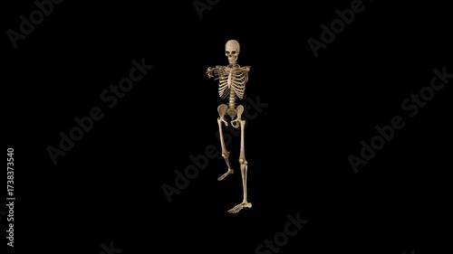 This is a human skeleton.