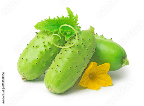 Fresh green cucumber with leaves and flowers, natural vegetables, organic food, isolated on white background.
