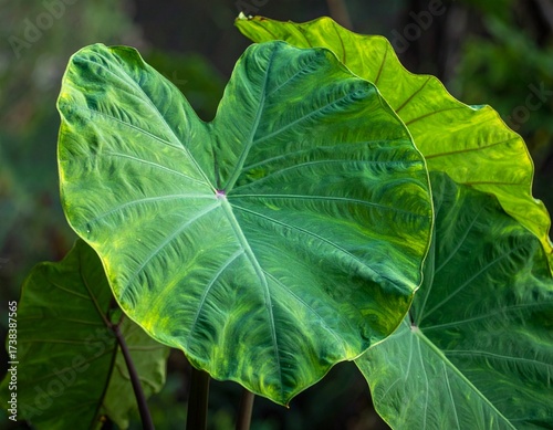 Field of taro plants
