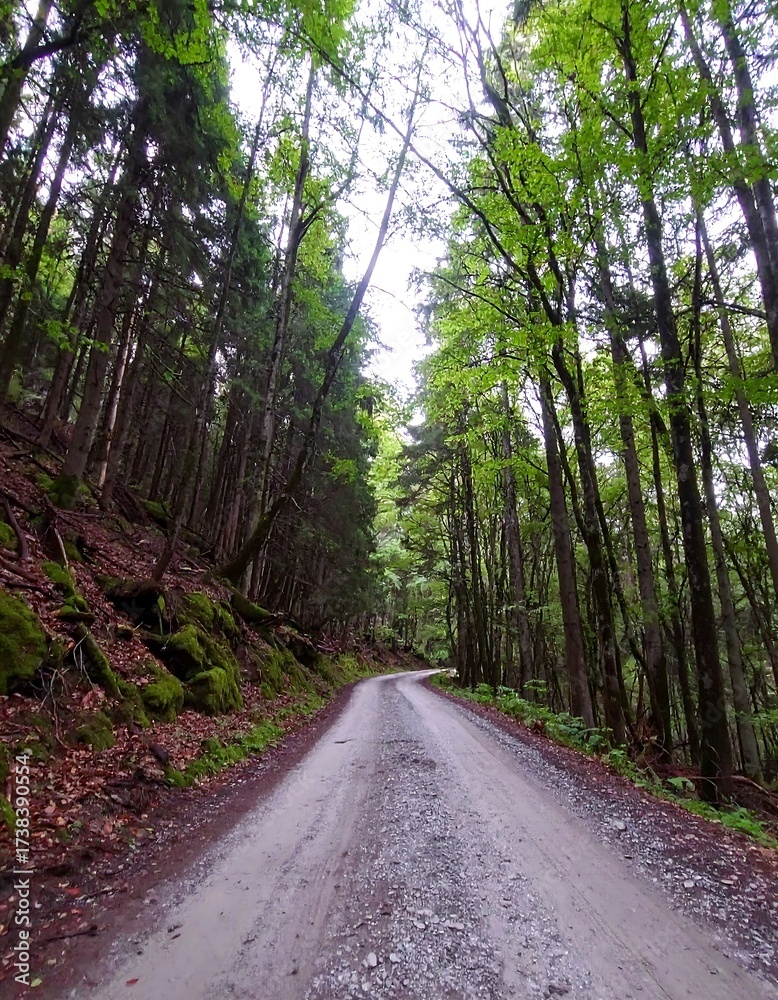 Obraz premium Winding forest road