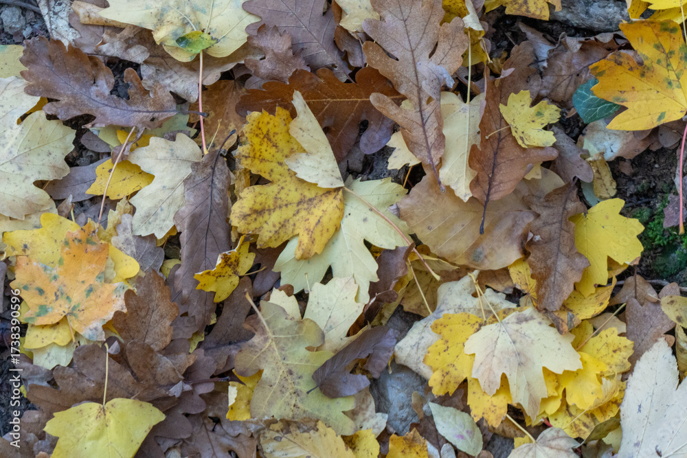 Obraz premium Autumn leaves, forest floor, seasonal foliage creating a vibrant texture on the ground, showcasing nature's peaceful transition